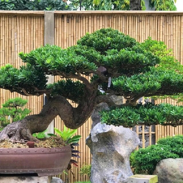 Chậu cây vạn niên tùng bonsai với dáng thế uy nghi, mang đến ý nghĩa phong thủy tốt đẹp và sự thịnh vượng cho gia chủ.