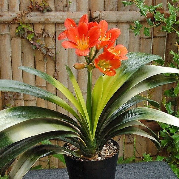 Chậu Lan Quân Tử nở hoa cam rực rỡ, mang lại vẻ đẹp và nguồn năng lượng tích cực cho không gian sống, rất phù hợp với phong thủy.