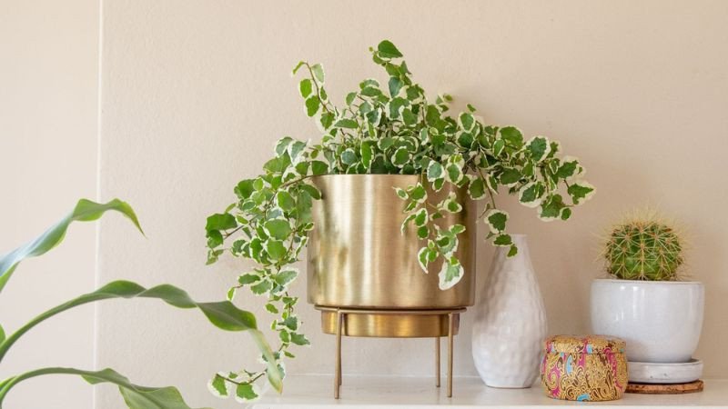 Chậu thường xuân trang trí trong nhà tươi tắn