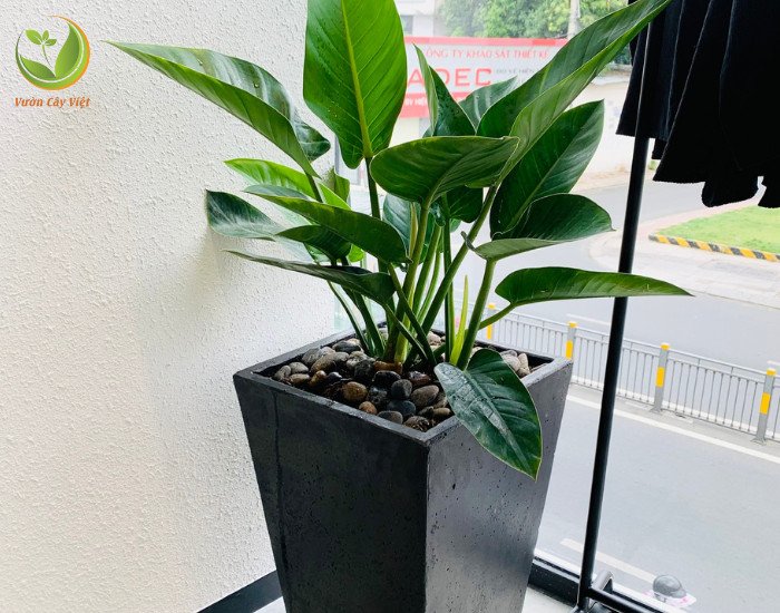 Chậu Trầu Bà Đế Vương xanh trang trí ban công tạo không gian xanh mát