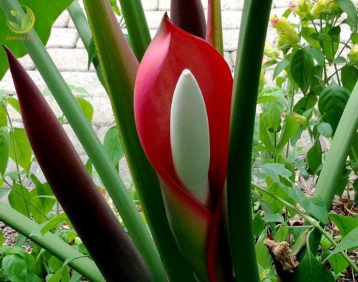 Chi tiết lá cây trầu bà đế vương đỏ với hình dáng tim và màu sắc chuyển đổi