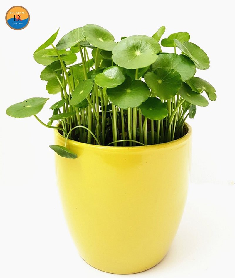 Chọn cây Cỏ Đồng Tiền tươi tốt, không sâu bệnh