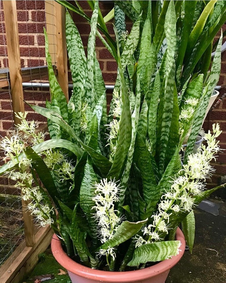 Chọn chậu và vị trí đặt cây lưỡi hổ phù hợp phong thủy