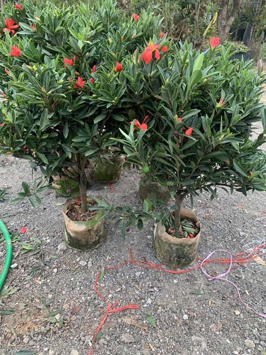 Chọn mua cây trà tứ quý hợp mệnh mang lại vượng khí và may mắn cho gia chủ.