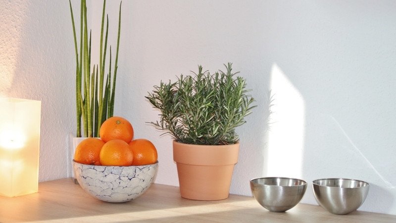 Chuẩn bị đất trồng tơi xốp và chậu gốm sứ cho cây hương thảo