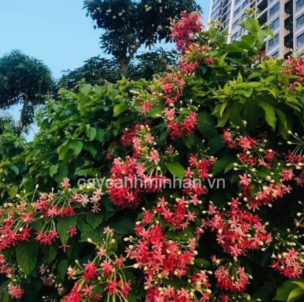 Chùm hoa Sử Quân Tử với sắc hồng pha đỏ tượng trưng cho khí chất quân tử