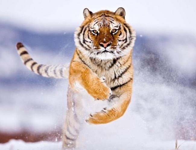 Con đường làm ăn của tuổi Mậu Dần