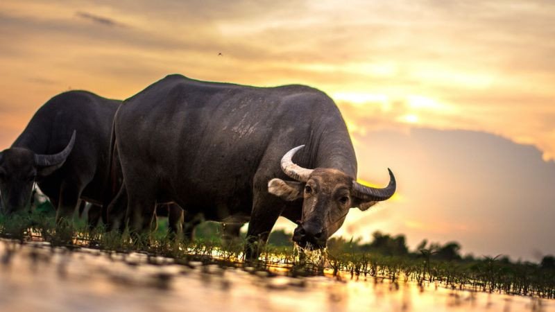 Con số hợp tuổi Đinh Sửu 1997, mang lại may mắn và thuận lợi trong cuộc sống.