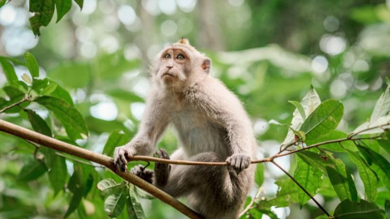 Con số may mắn cho người tuổi Khỉ