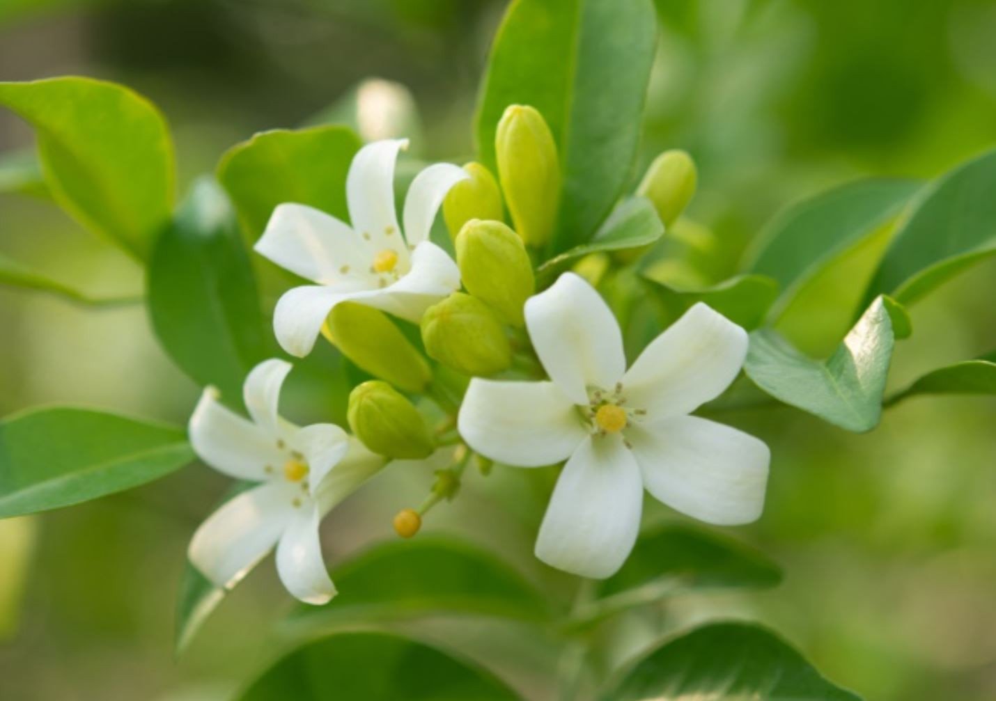 Công dụng và lợi ích của cây nguyệt quế đối với sức khỏe