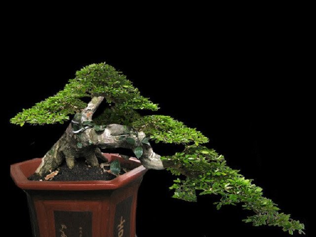 Đa dạng các loại cây linh sam bonsai, bao gồm linh sam hạt gạo lá nhỏ