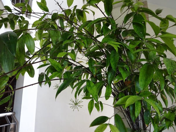 Đặc điểm cây trúc nhật với tán lá xanh đốm trắng