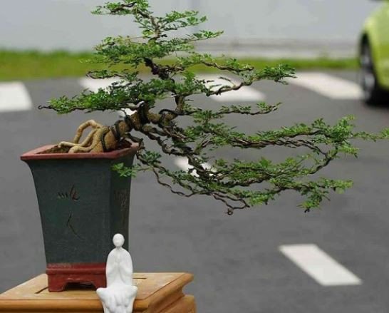 Đặc điểm của cây cần thăng hợp mệnh gì