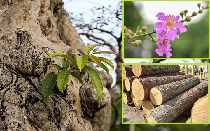 Đặc điểm nhận biết vân và màu sắc gỗ bằng lăng cườm quý hiếm