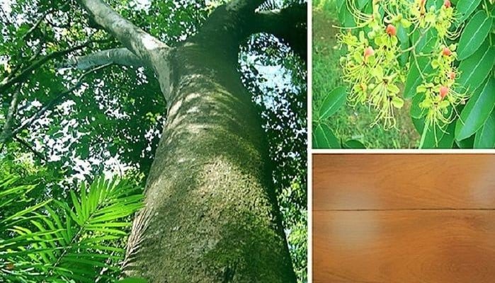 Đặc điểm thân cây gõ đỏ