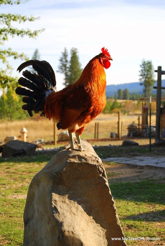 Đặc điểm tính cách của người tuổi Kỷ Dậu 1969 và ảnh hưởng đến lựa chọn màu sắc.