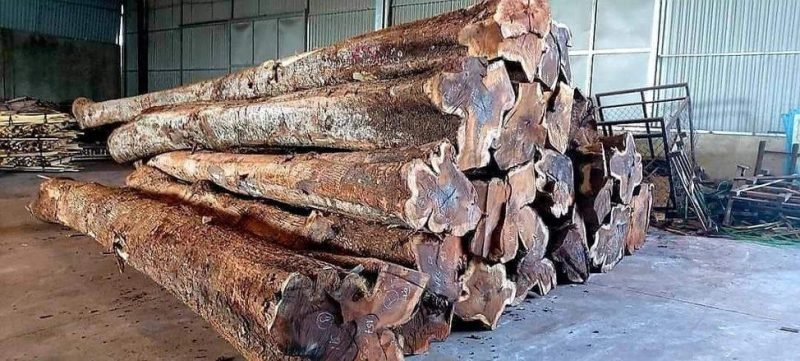 Đặc điểm vân gỗ muồng và sự khác biệt giữa các loại gỗ muồng phổ biến trên thị trường hiện nay