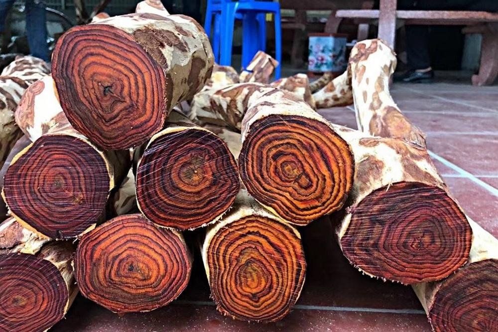 Cận cảnh vân gỗ sưa độc đáo, một trong những yếu tố giải thích cây gỗ sưa dùng để làm gì và tại sao nó quý hiếm đến vậy.