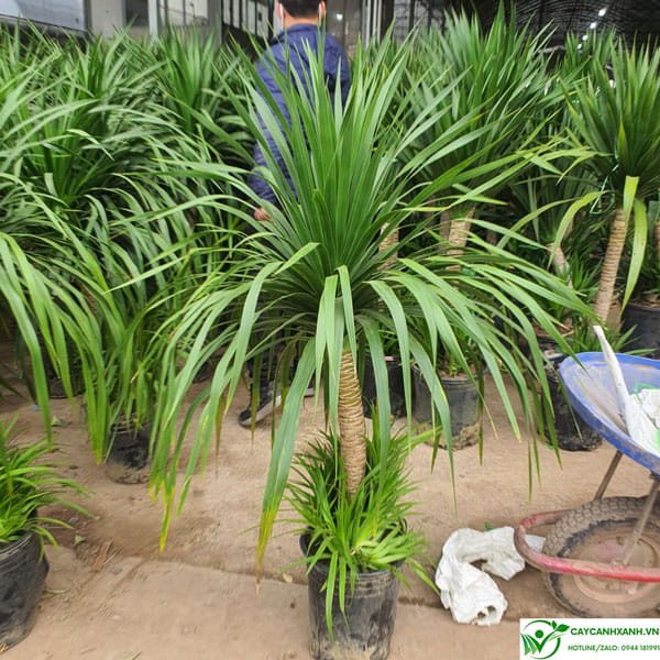 Dáng cây phát tài núi lá rủ mềm mại