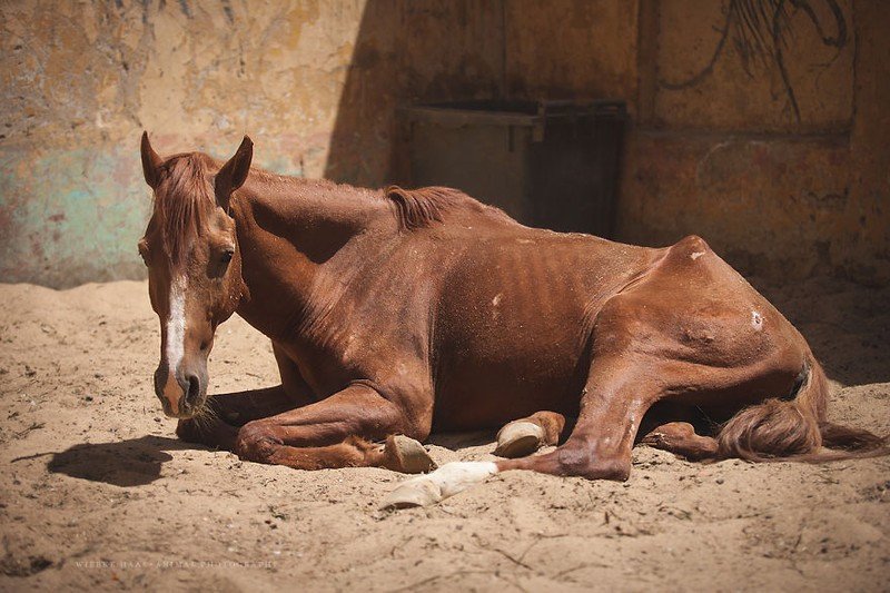 Danh sách những con số cần tránh cho người tuổi Ngọ
