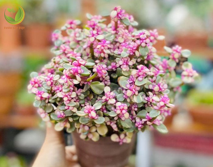 đặt cây sen đá đô la hồng hợp mệnh