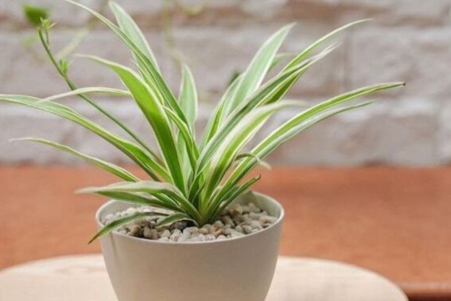 Đất mùn rất thích hợp trồng lan chi.