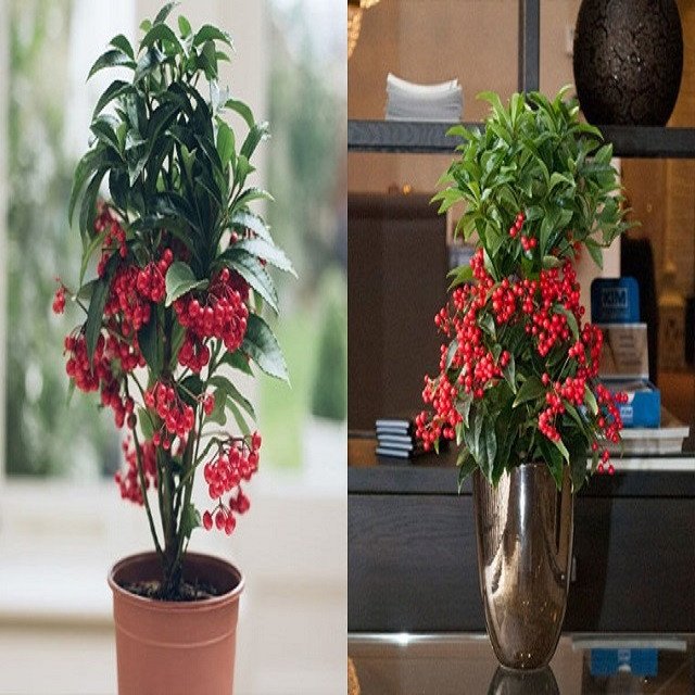 Đất trồng tơi xốp giúp cây kim ngân lượng phát triển bộ rễ vững chắc