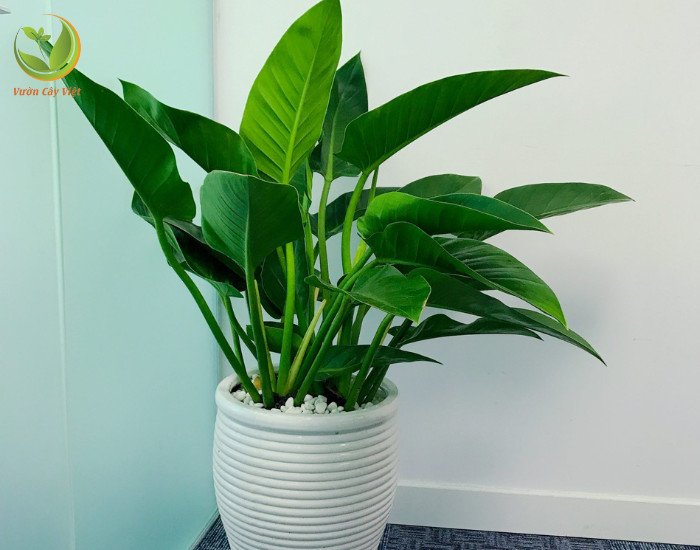 Đất trồng tơi xốp và ẩm đủ giúp Trầu Bà Đế Vương xanh phát triển tốt