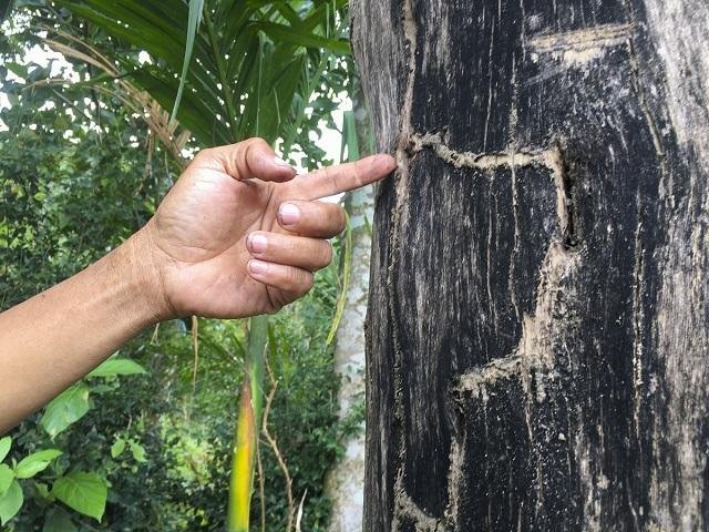 Tu-go-long-nao-voi-mui-huong-dau-gio-tu-nhien