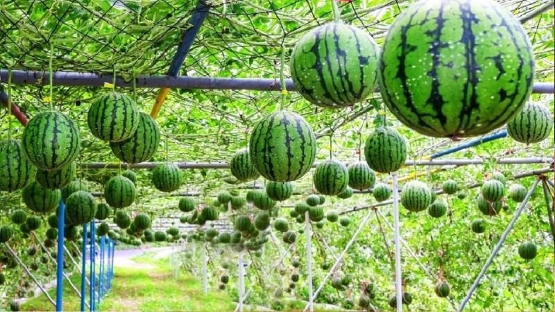 Dưa hấu xanh vỏ đỏ ruột, lễ vật cúng rằm tháng 7 mang ý nghĩa may mắn