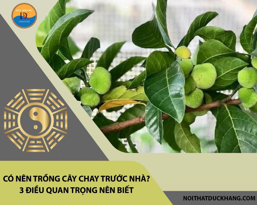 Gia chủ cần lưu ý vị trí và không gian khi trồng cây chay để đảm bảo phong thủy tốt và sự phát triển của cây