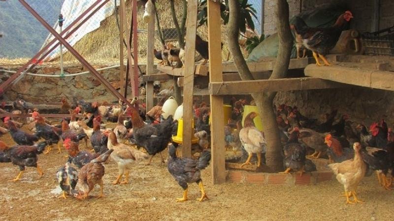 Gia chủ chuẩn bị thực hiện nghi lễ cúng ông chuồng bà chuồng