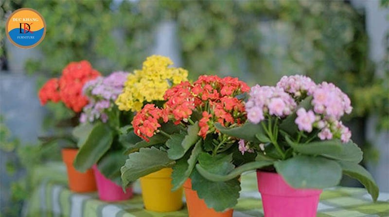 Gia đình hạnh phúc bên chậu cây sống đời, thể hiện ý nghĩa phong thủy về sự đoàn kết và sinh sôi nảy nở.