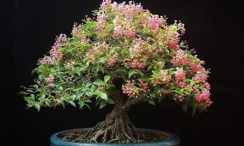 Giải đáp các câu hỏi về cây hồng ngọc mai hợp mệnh gì