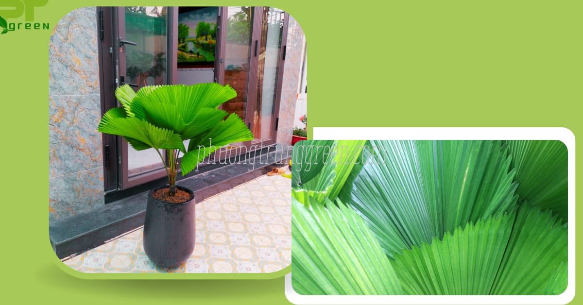 Giải đáp thắc mắc về cây cọ nhật và ý nghĩa phong thủy, bao gồm cả câu hỏi cây cọ nhật hợp mệnh gì