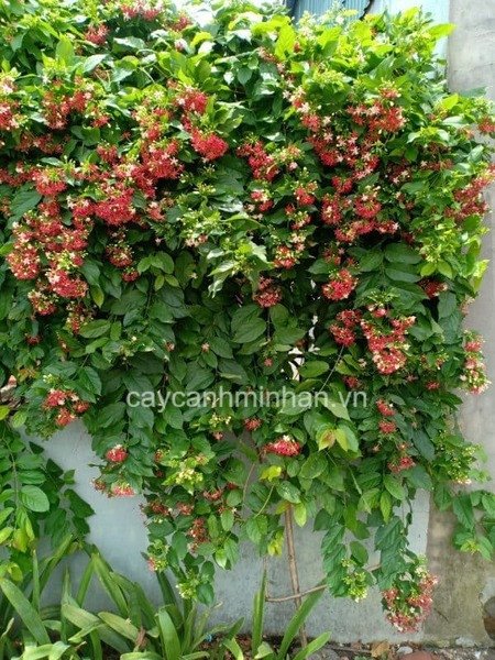 Giàn hoa Sử Quân Tử sum suê tượng trưng cho tình yêu và sự gắn kết gia đình