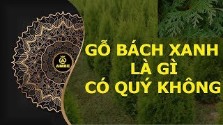 gỗ bách xanh với vân gỗ tự nhiên và sắc xanh đặc trưng