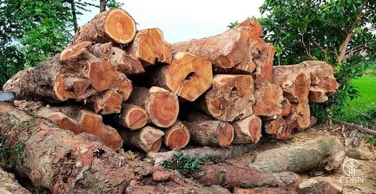 Gỗ Cẩm Là Gì? Tìm Hiểu Đặc Điểm, Ứng Dụng và Giá Trị Của Gỗ Cẩm