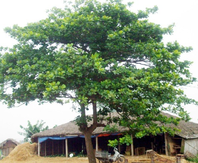 Khám phá: Gỗ cây bàng làm được gì trong đời sống?