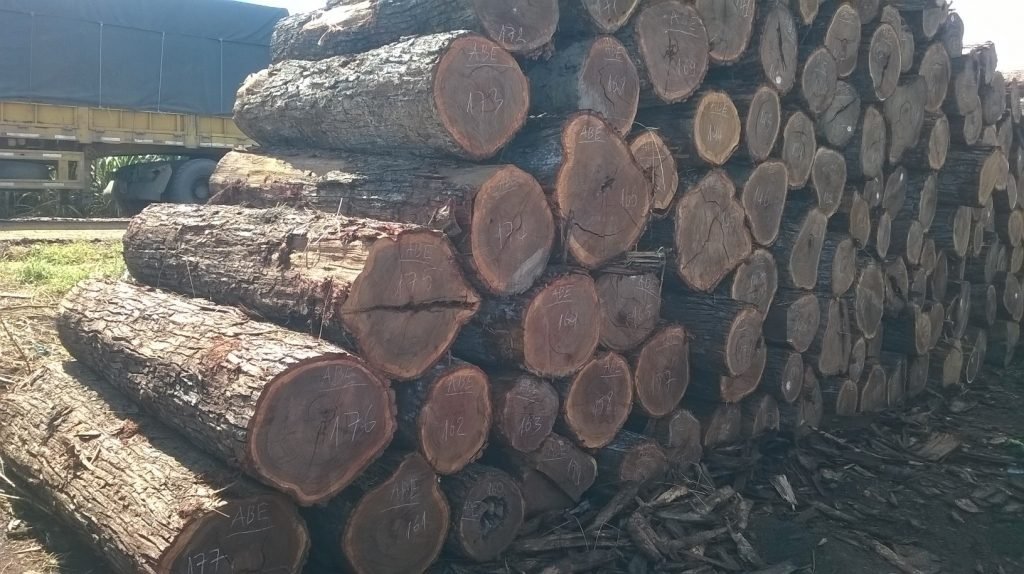 Gỗ Chiu Liu là Gỗ Gì? Lý Do Gỗ Chiu Liu Được Ưa Chuộng