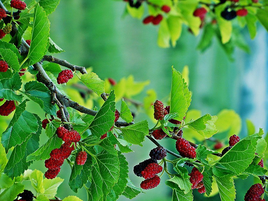 Gỗ Dâu Là Gỗ Gì? Ứng Dụng Của Chúng