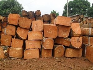 Gỗ Gụ là gỗ gì? Tìm hiểu chung về gỗ Gụ