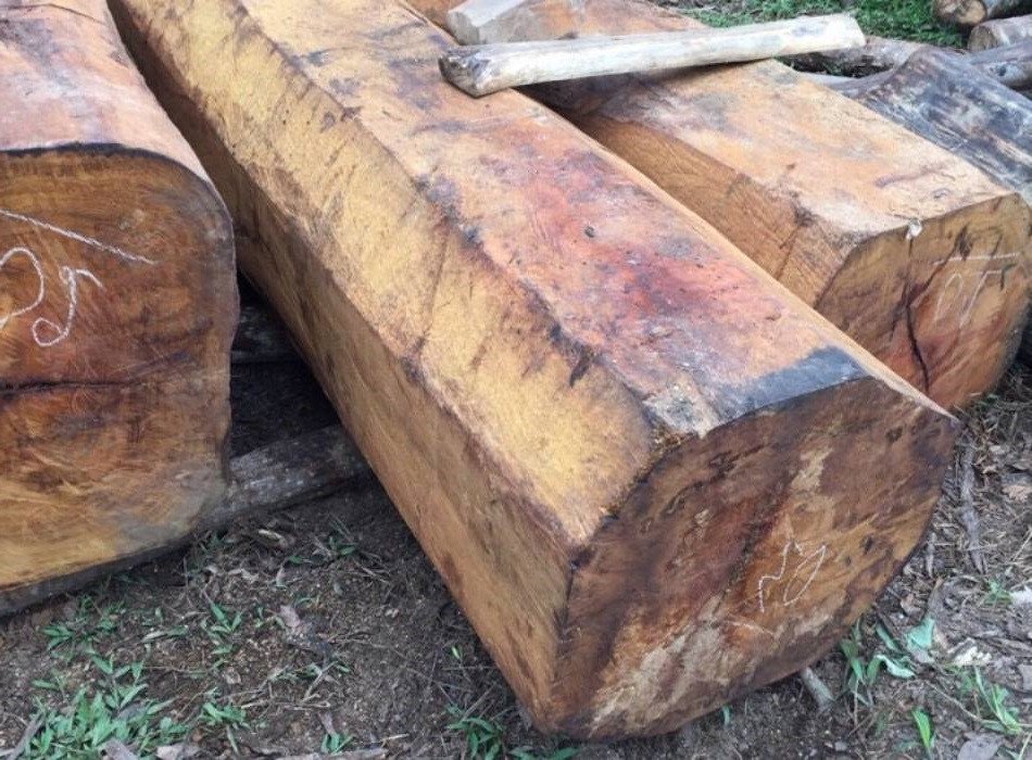 Gỗ mít nhập khẩu chất lượng kém hơn