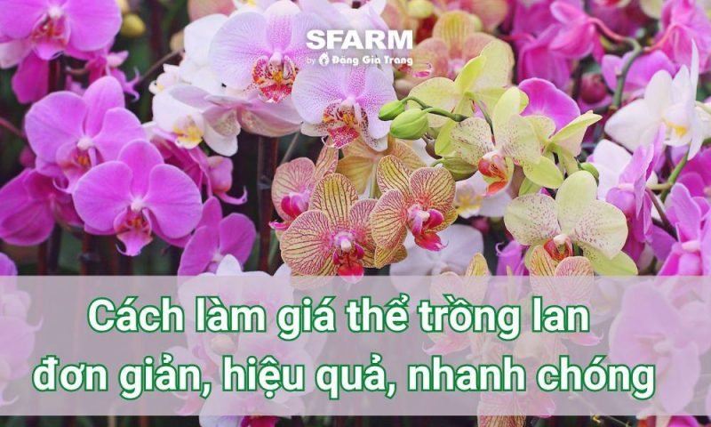 Gỗ vú sữa miếng to dùng để ghép lan hồ điệp với độ bền cao và khả năng chịu nước tốt
