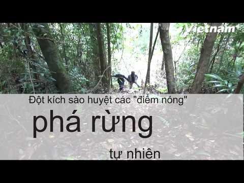 Gỗ xẻ phách là gì hình ảnh minh họa các tấm gỗ được xếp chồng ngay ngắn tại xưởng chế biến