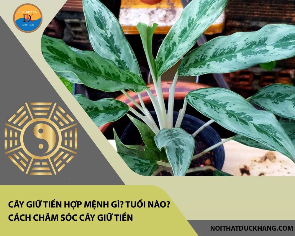 Góc phòng khách được trang trí cây giữ tiền, mang lại sự cân bằng và tài lộc cho gia đình