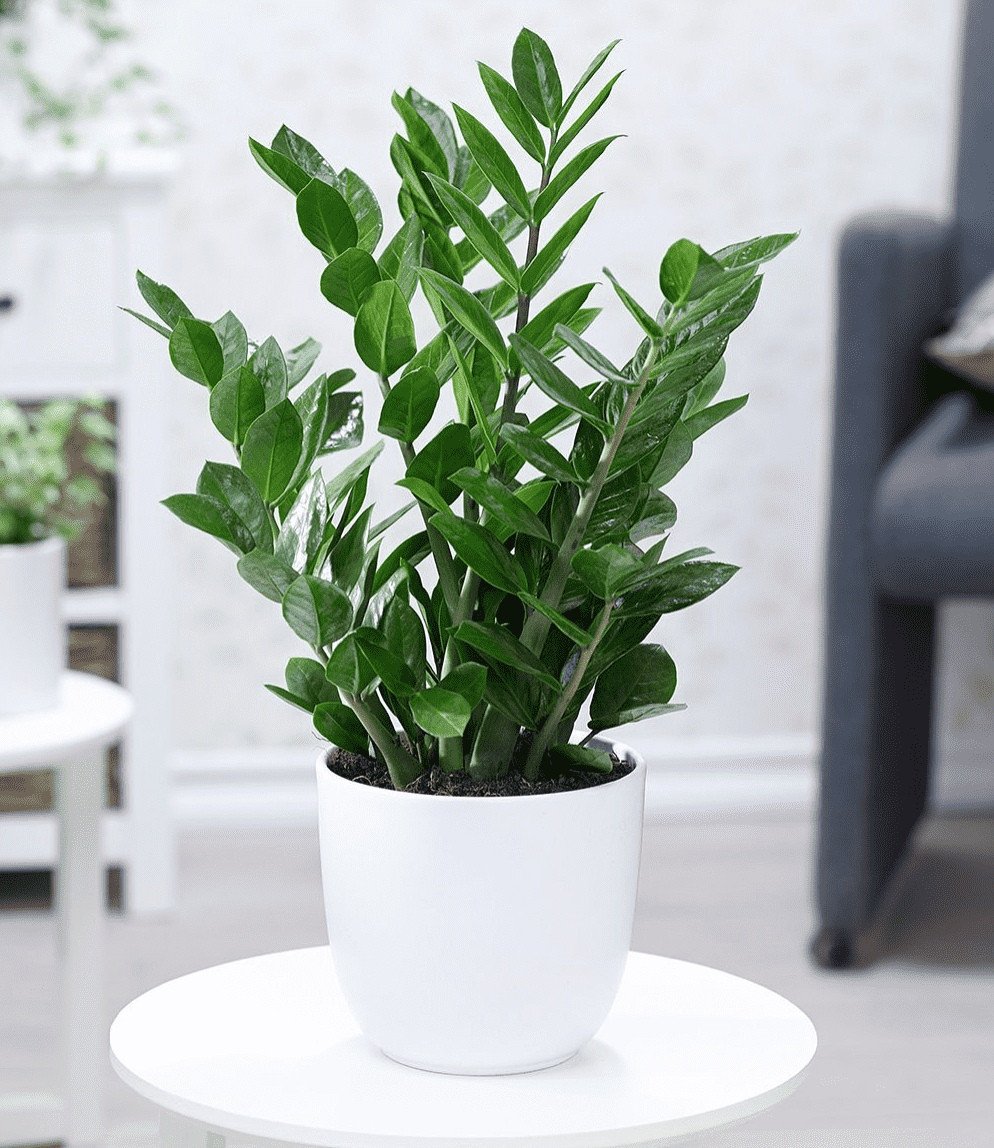 Gợi ý các loại cây cảnh phong thủy mang lại may mắn cho Quý Hợi 1983