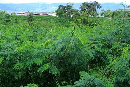 Hạt và lá Keo đậu được sử dụng làm thức ăn cho gia súc