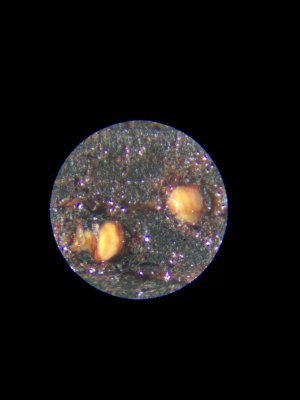 Hình ảnh cận cảnh đốm sao vàng trên gỗ Tử Đàn đỏ tím nhìn qua kính hiển vi