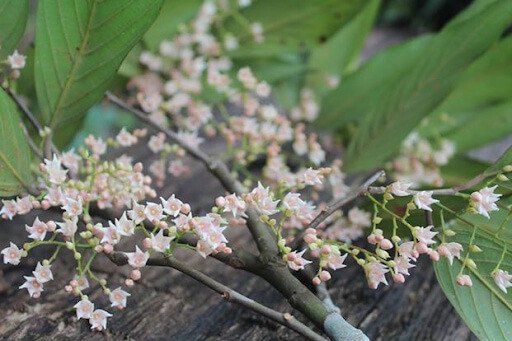 Hình ảnh cận cảnh hoa của cây táu mặt quỷ, một loại thuộc gỗ táu